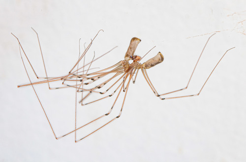 Long-bodied Cellar Spider