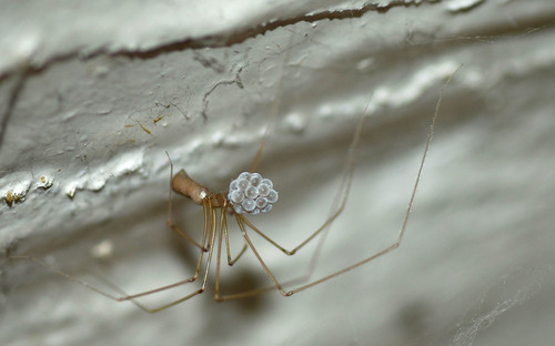 Long-bodied Cellar Spider
