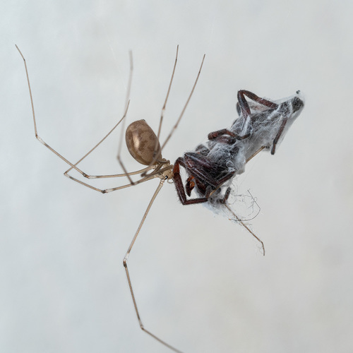 Long-bodied Cellar Spider
