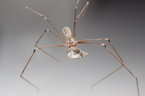 Common Cellar Spiders