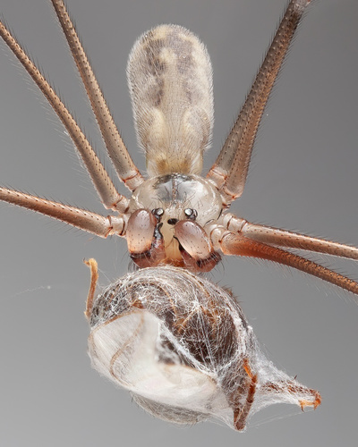 Common Cellar Spiders