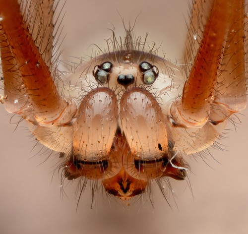 Common Cellar Spiders