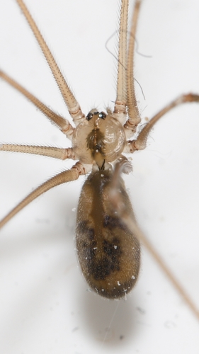 Common Cellar Spiders