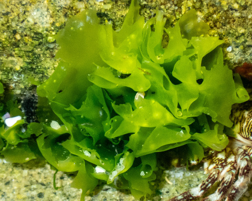 Broadleaf Sea Lettuce