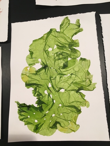 Broadleaf Sea Lettuce