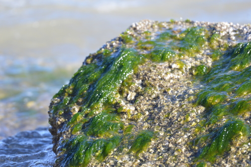 Broadleaf Sea Lettuce