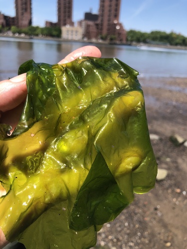 Broadleaf Sea Lettuce