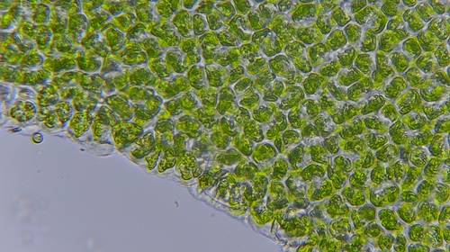 Broadleaf Sea Lettuce