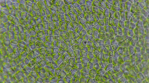 Broadleaf Sea Lettuce