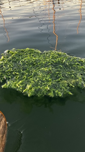 Broadleaf Sea Lettuce