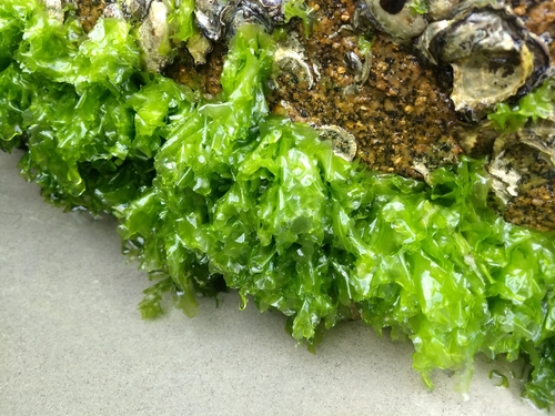 Broadleaf Sea Lettuce