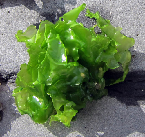 Broadleaf Sea Lettuce