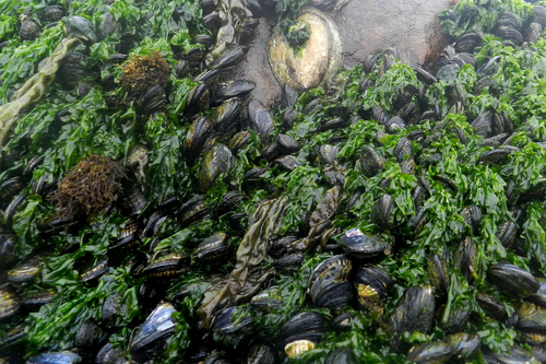Broadleaf Sea Lettuce