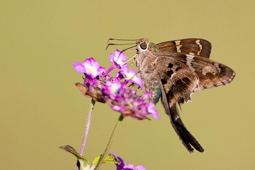 Long-tailed Skipper
