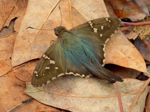 Long-tailed Skipper