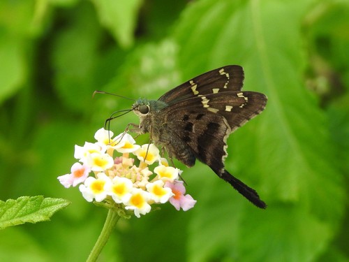 Long-tailed Skipper