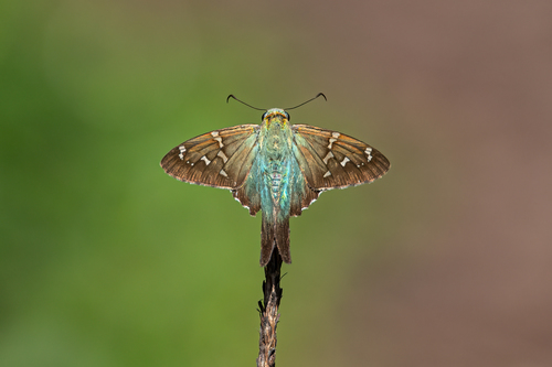 Long-tailed Skipper