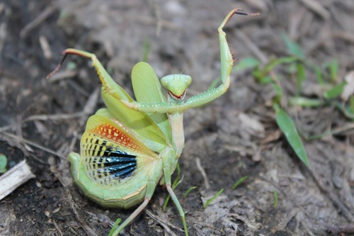 Mediterranean Mantis