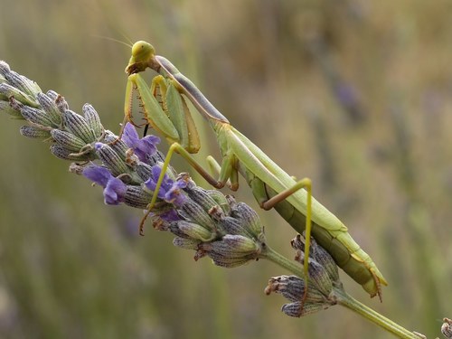 Mediterranean Mantis
