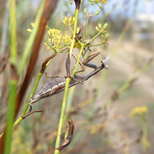 Mediterranean Mantis
