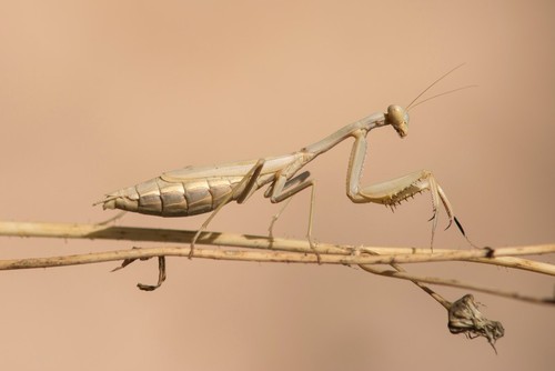 Mediterranean Mantis