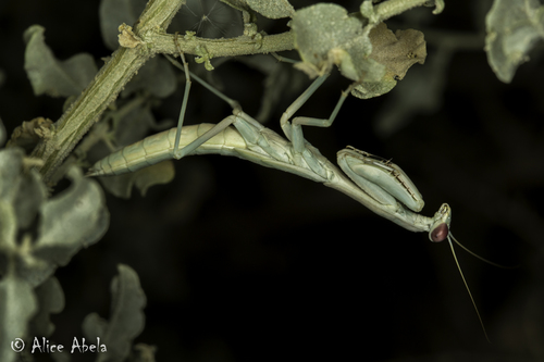 Mediterranean Mantis