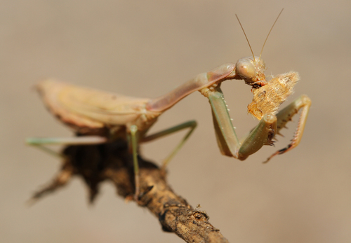 Mediterranean Mantis