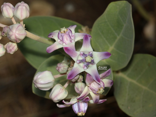crown flower