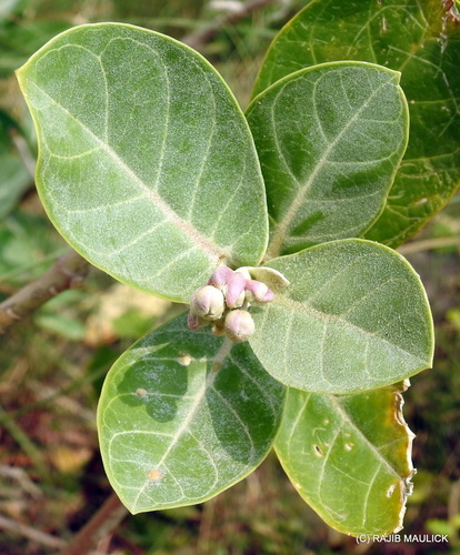 crown flower