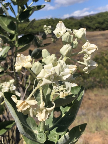 crown flower