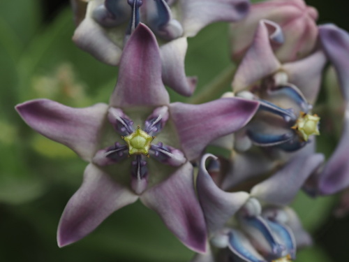 crown flower