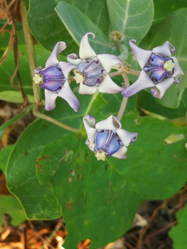 crown flower