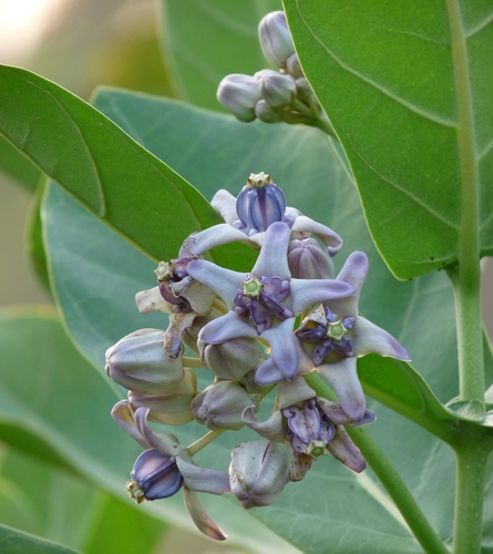 crown flower