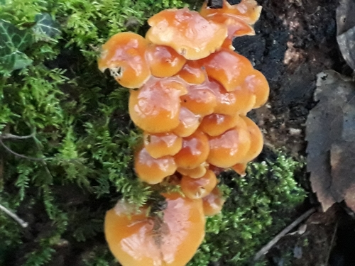 Velvet Foot