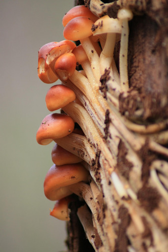 Velvet Foot