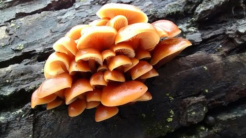 Flammulina