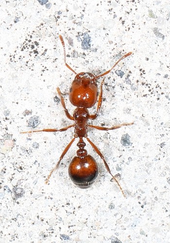 Red Imported Fire Ant