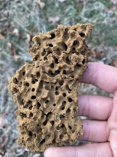 Red Imported Fire Ant