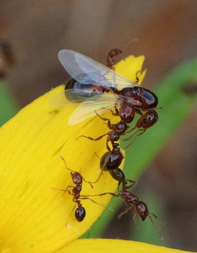 Red Imported Fire Ant