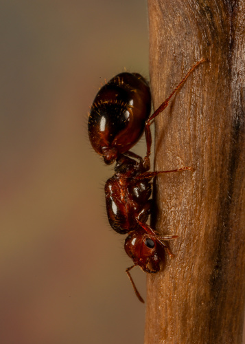 Red Imported Fire Ant