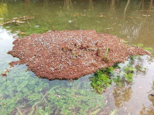 Red Imported Fire Ant