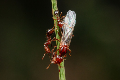 Red Imported Fire Ant