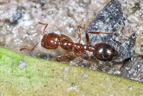 Red Imported Fire Ant