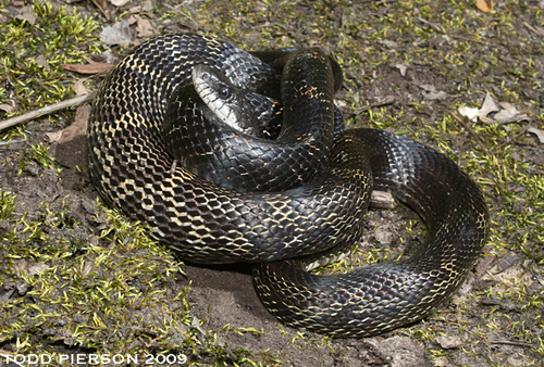 Gray Ratsnake