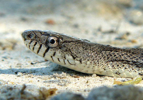 Gray Ratsnake