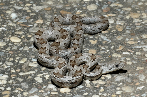 Gray Ratsnake