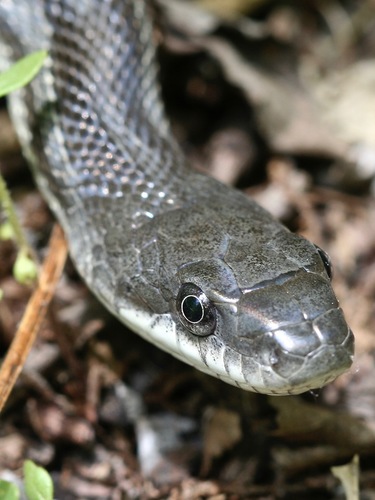 Gray Ratsnake