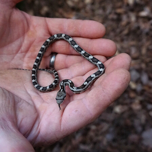 Gray Ratsnake