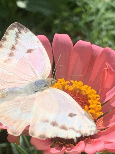 Large Orange Sulphur