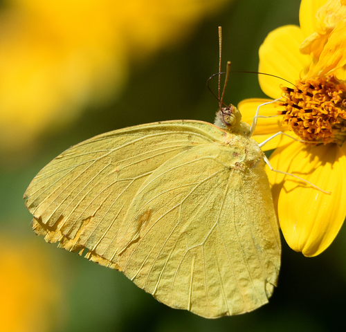 Large Orange Sulphur